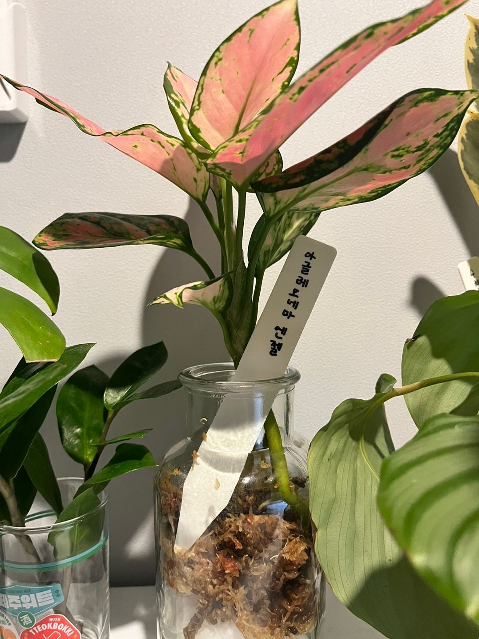 수경에서 수태로 전환