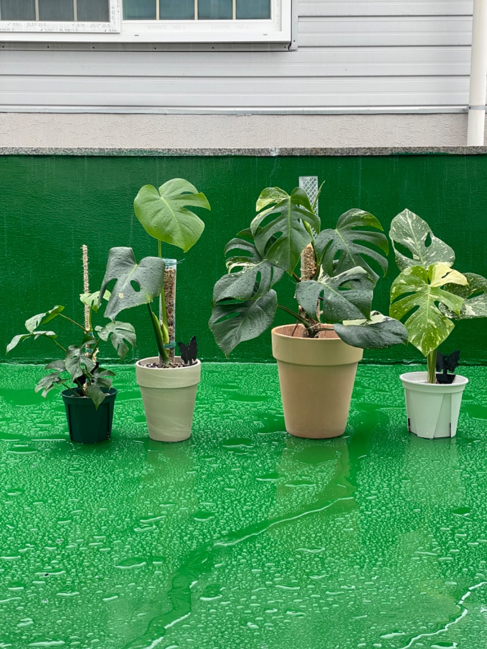 아가들 오늘 외식하는날🌿💦