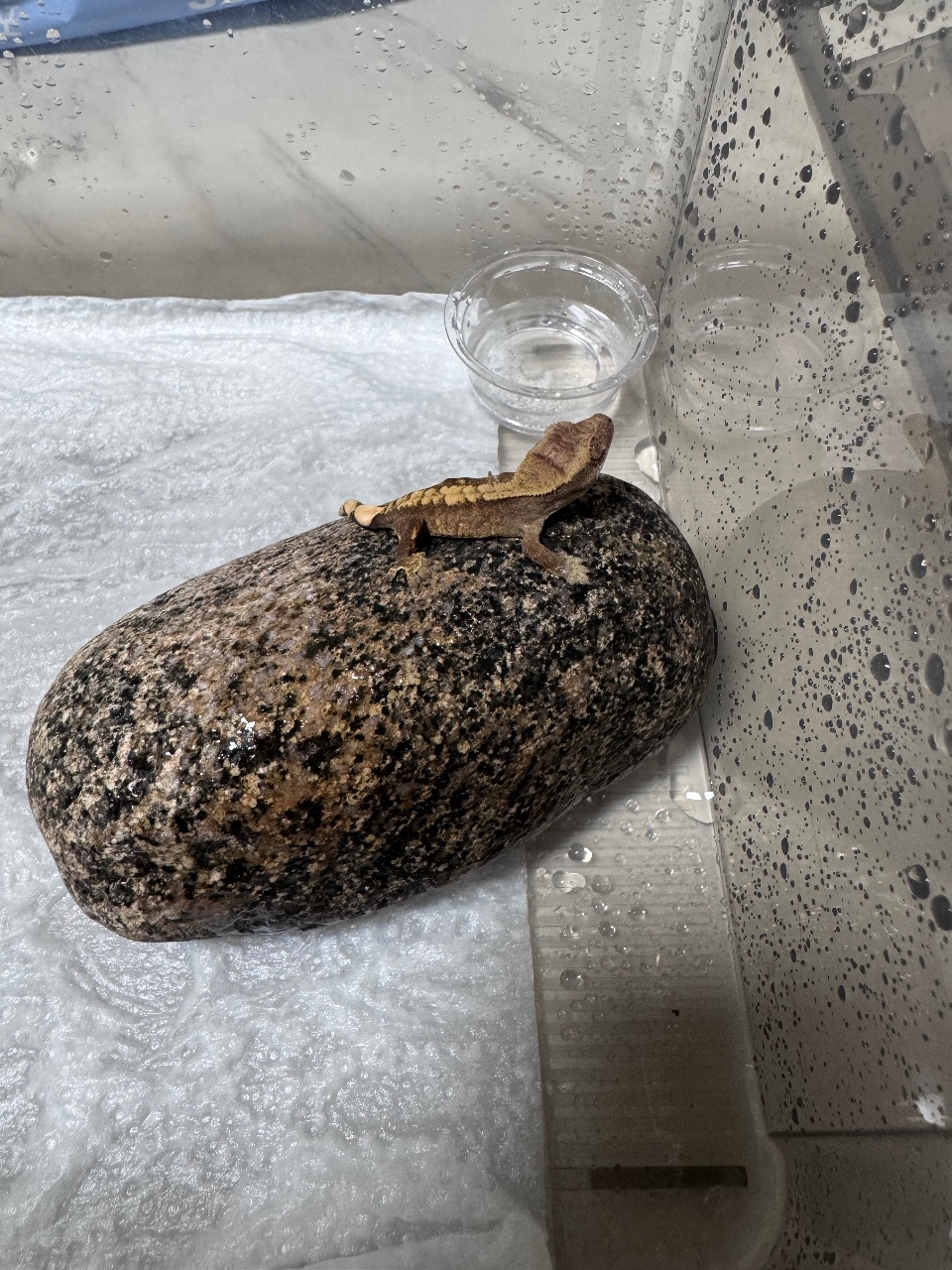 크게 세상에나온지 1일🦎💋