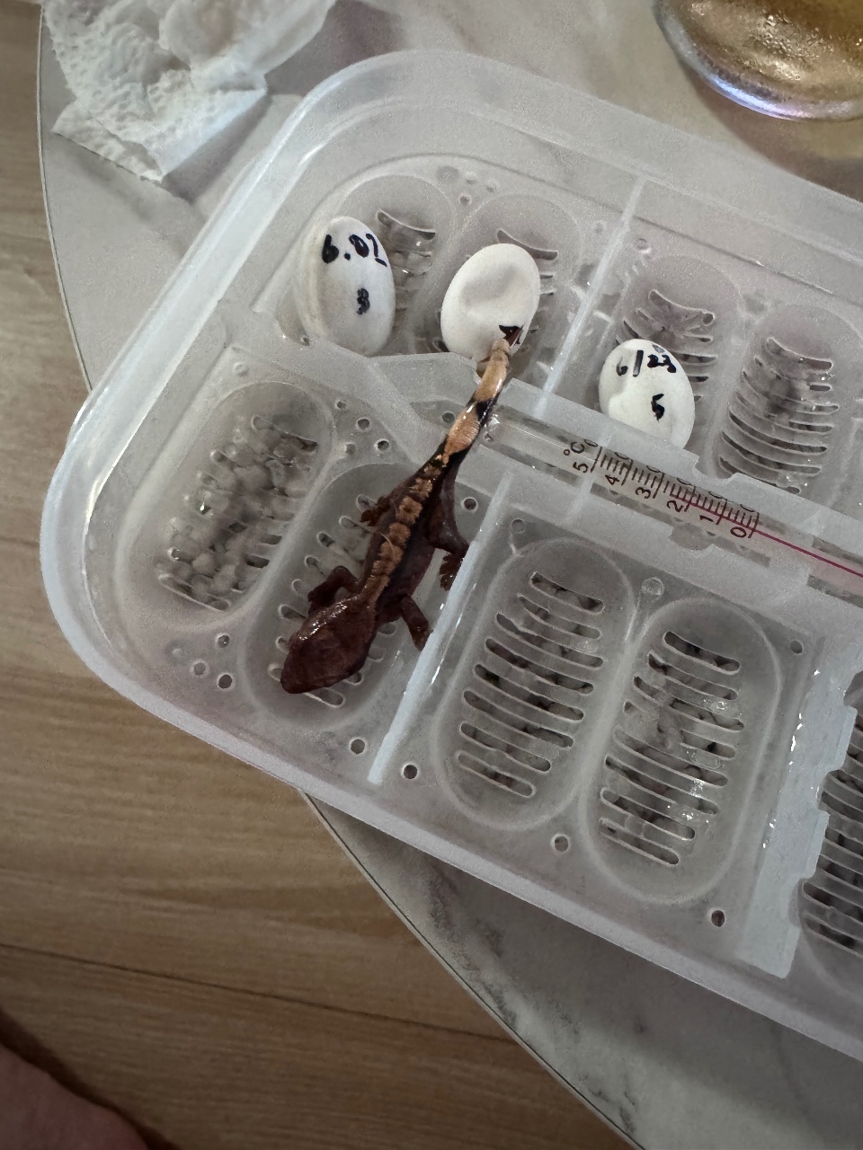 두번째 해칭🐣🦎