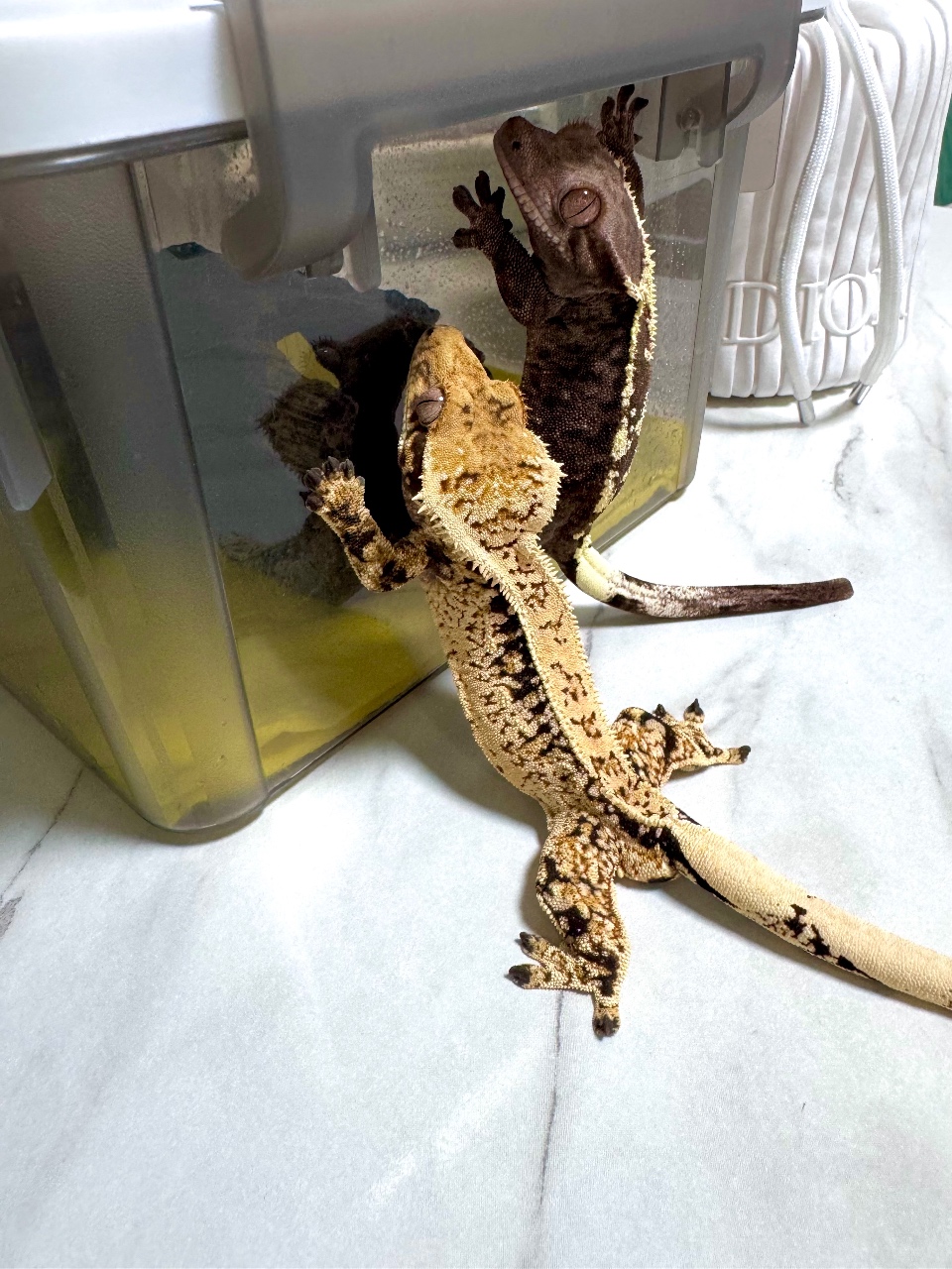 너희 뭐하니 ??🦎🦎