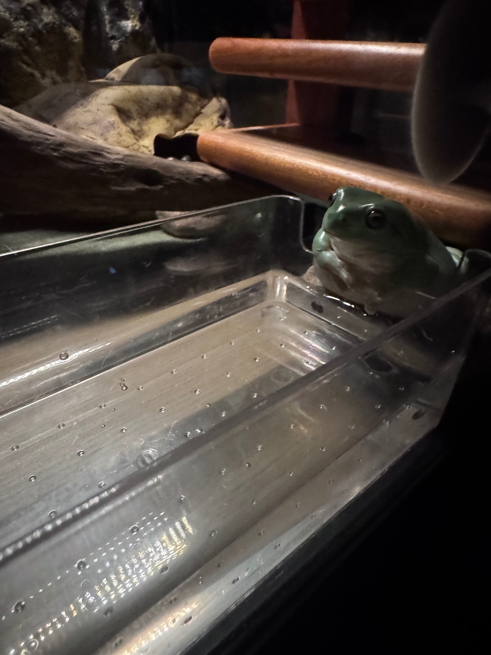 반식욕준비~~🐸💚