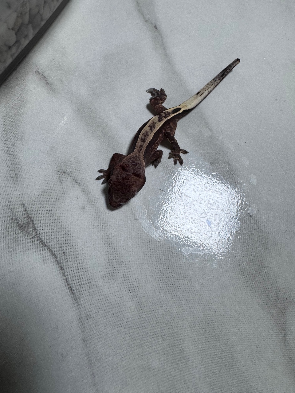 까꿍이들 6마리 ㄷㄷ 🦎 ෆ̇
