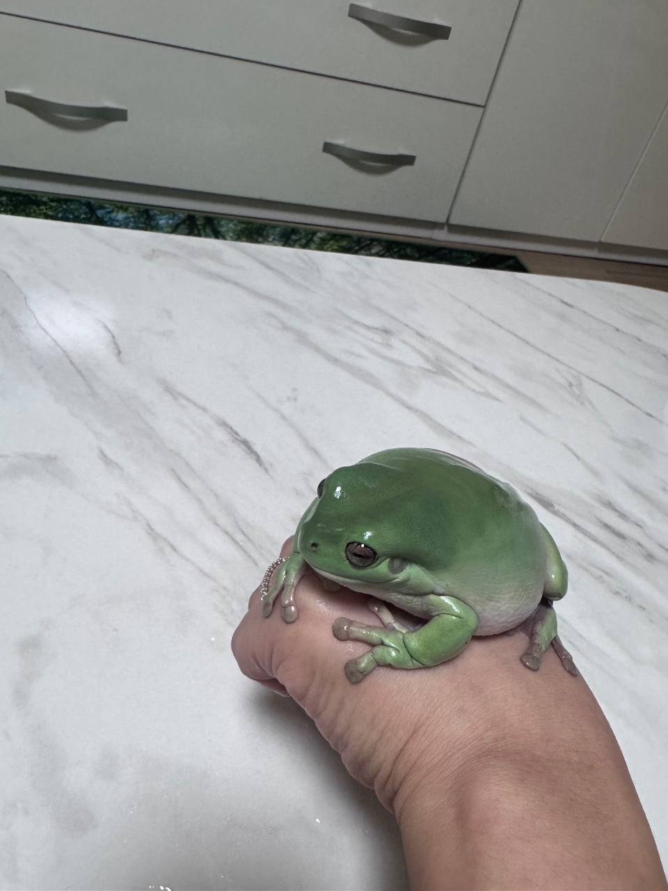 🐸💚
