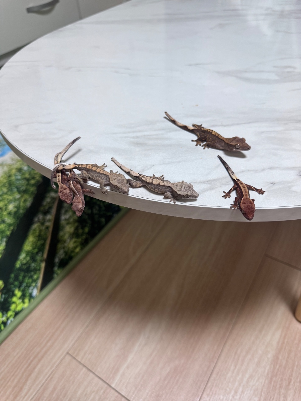 얼음 !!!!🦎