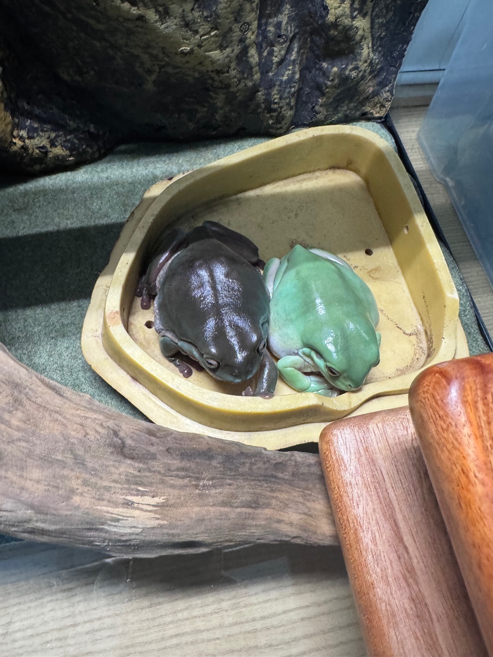 사냥하로 가시는 🐸💚