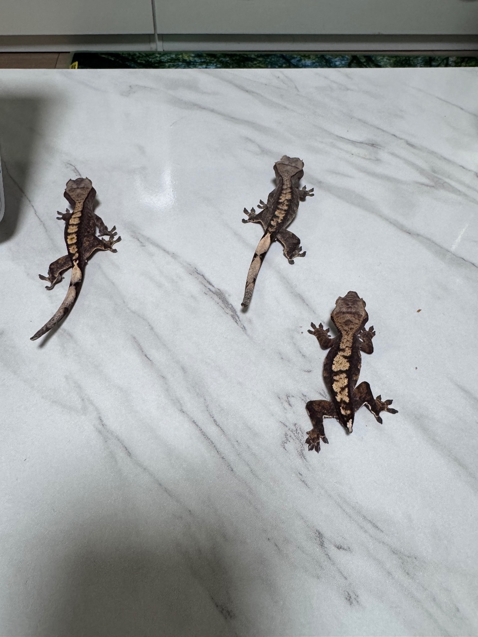 크게 9마뤼 🦎 ෆ̇ 