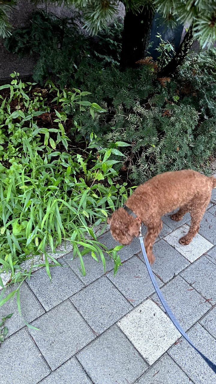 오랜만에 산책~