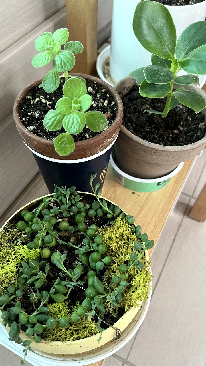베란다 화분 돌보기