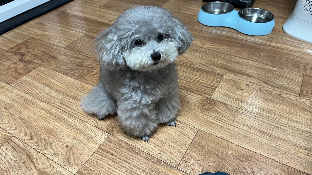 인형같은 강아지^^