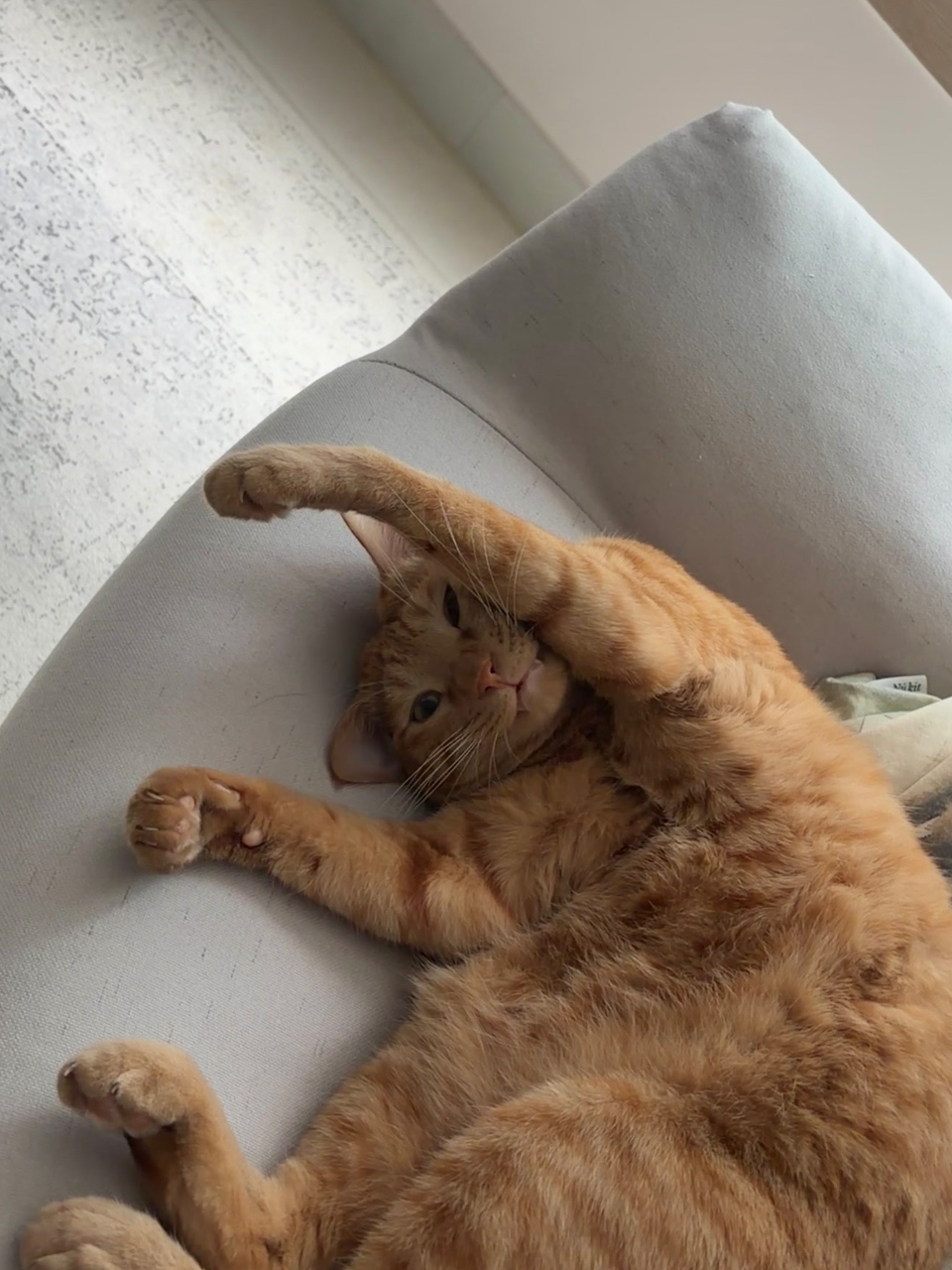 이 의자는 내꺼다옹😺