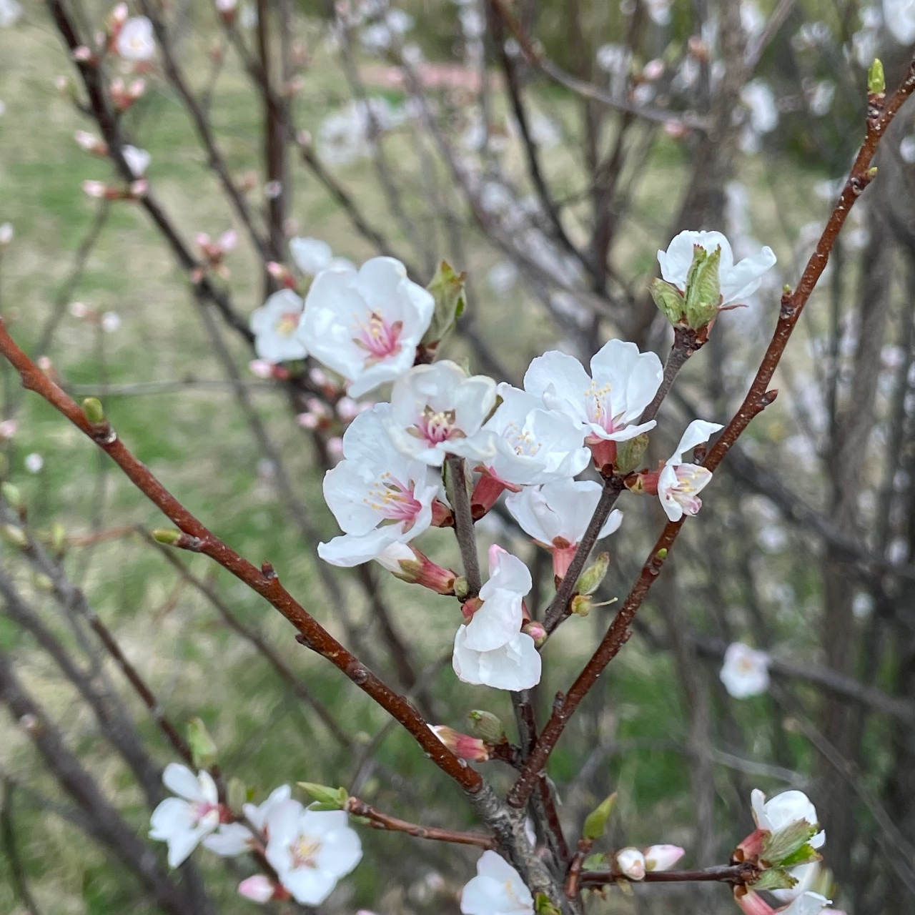꽃망울이 활짝