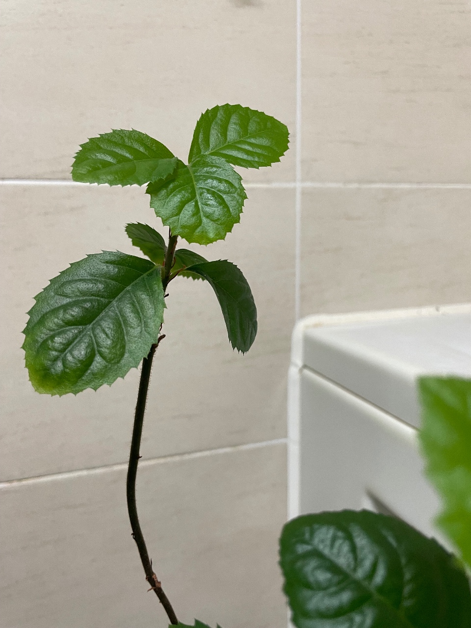 산호수 저면관수