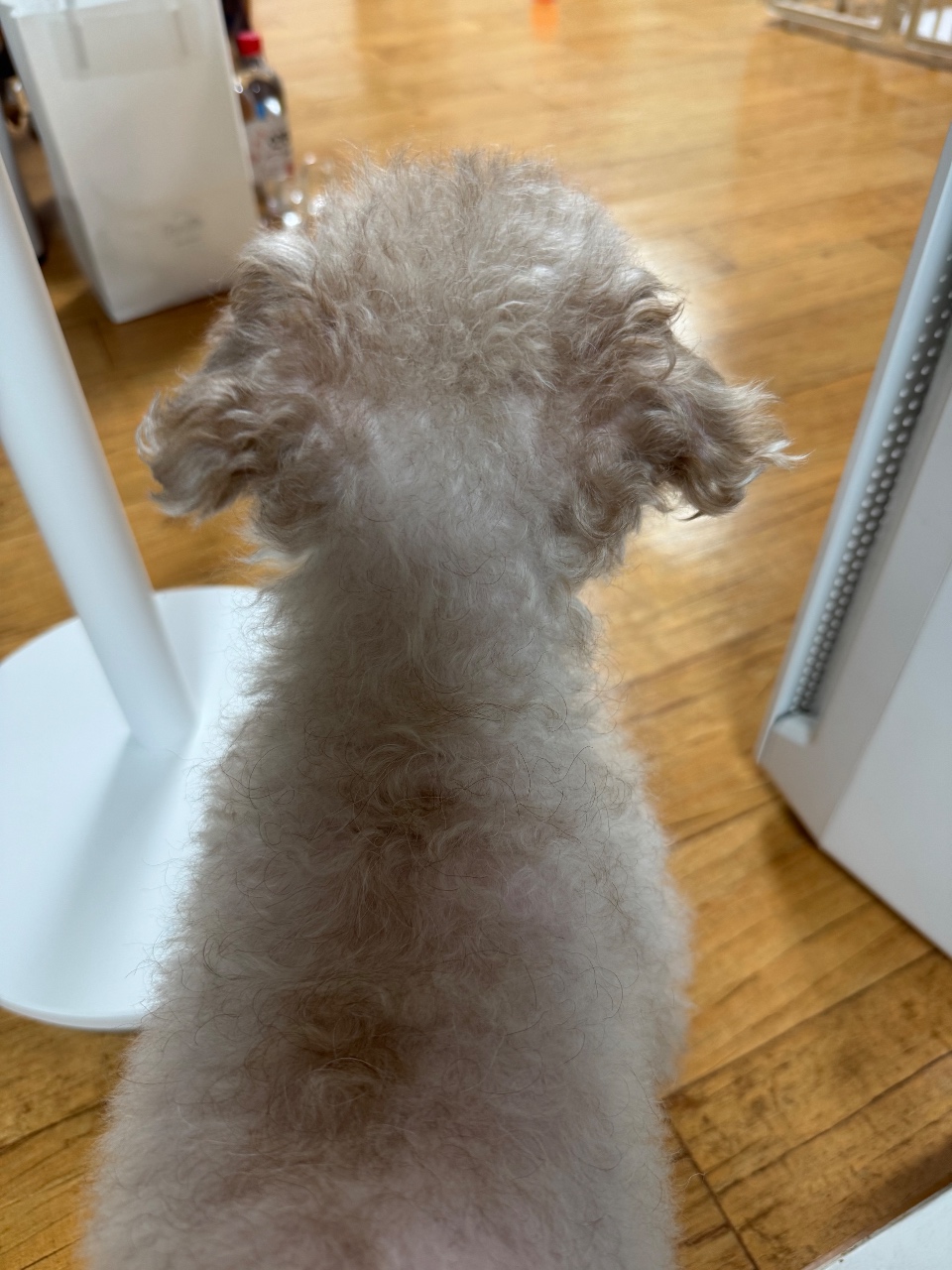 귀여운 갱얼쥐