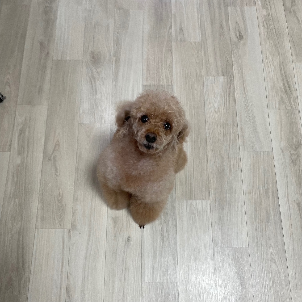 귀여운 갱얼쥐🐶