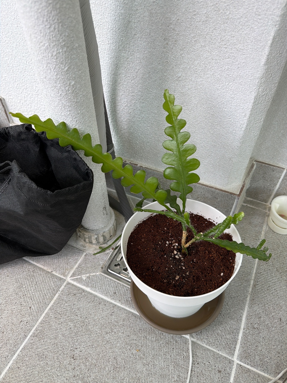 큰화분으로 이사했어요🪴