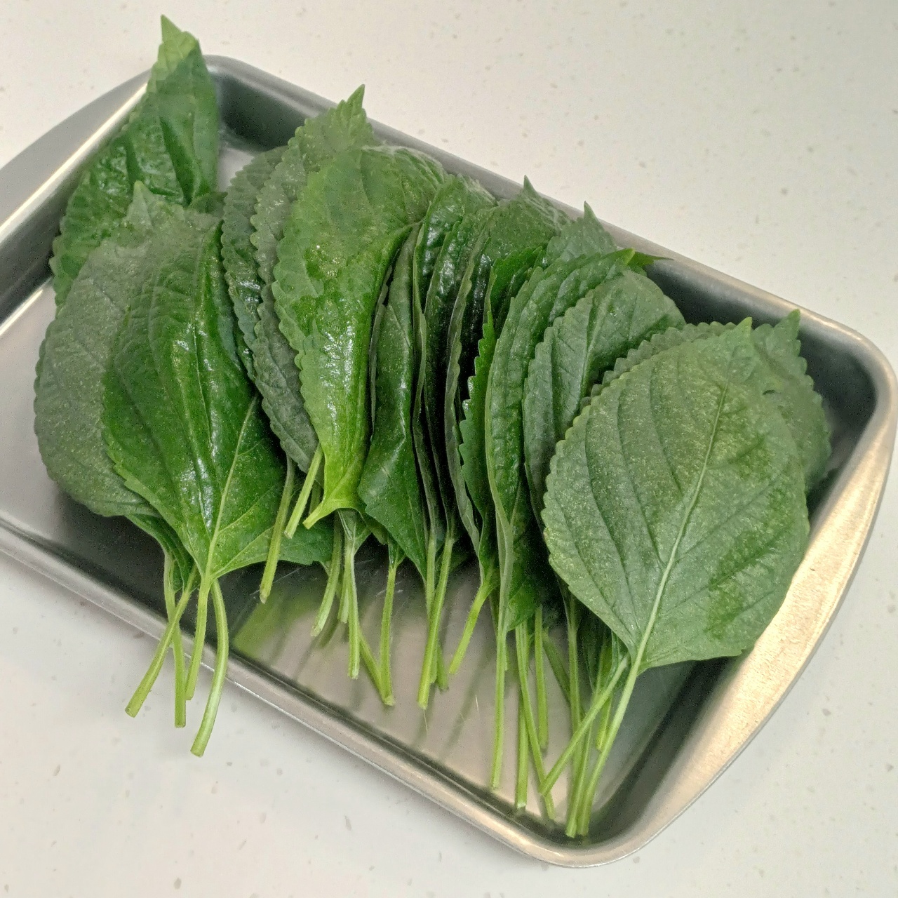 베란다에서 키워낸 깻잎