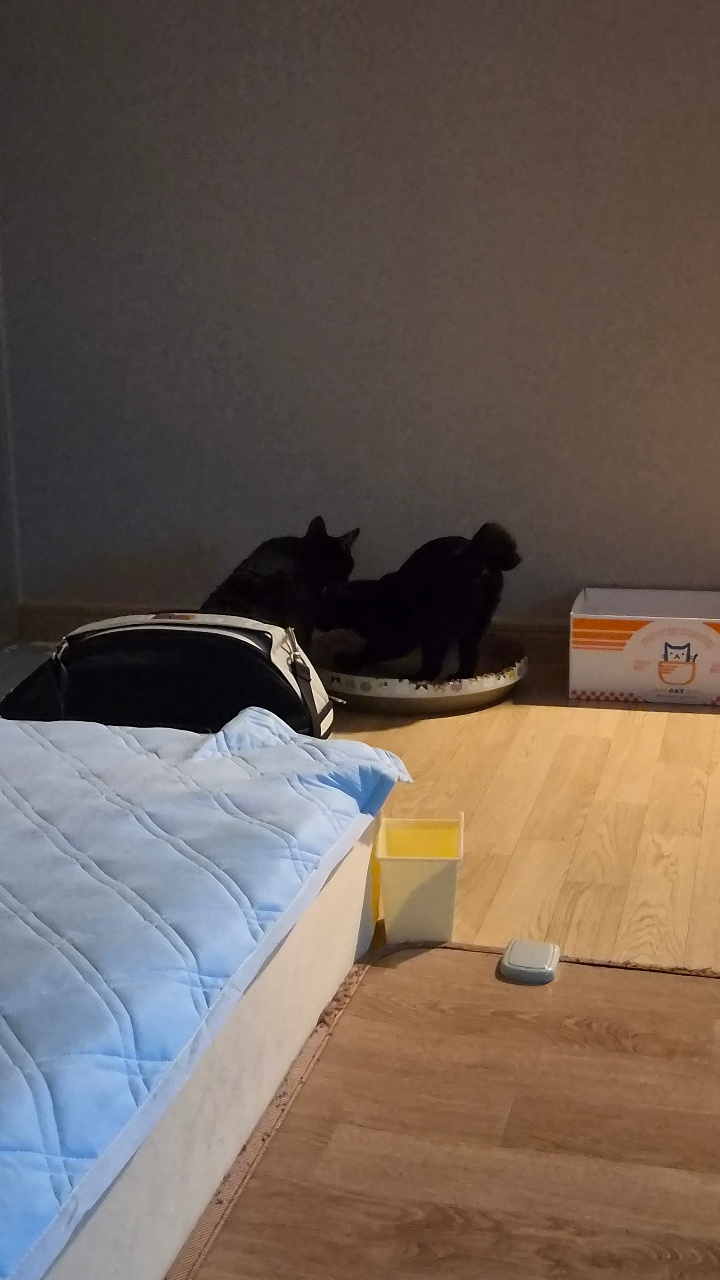 고양이 사진 계속 올립니다. ^^