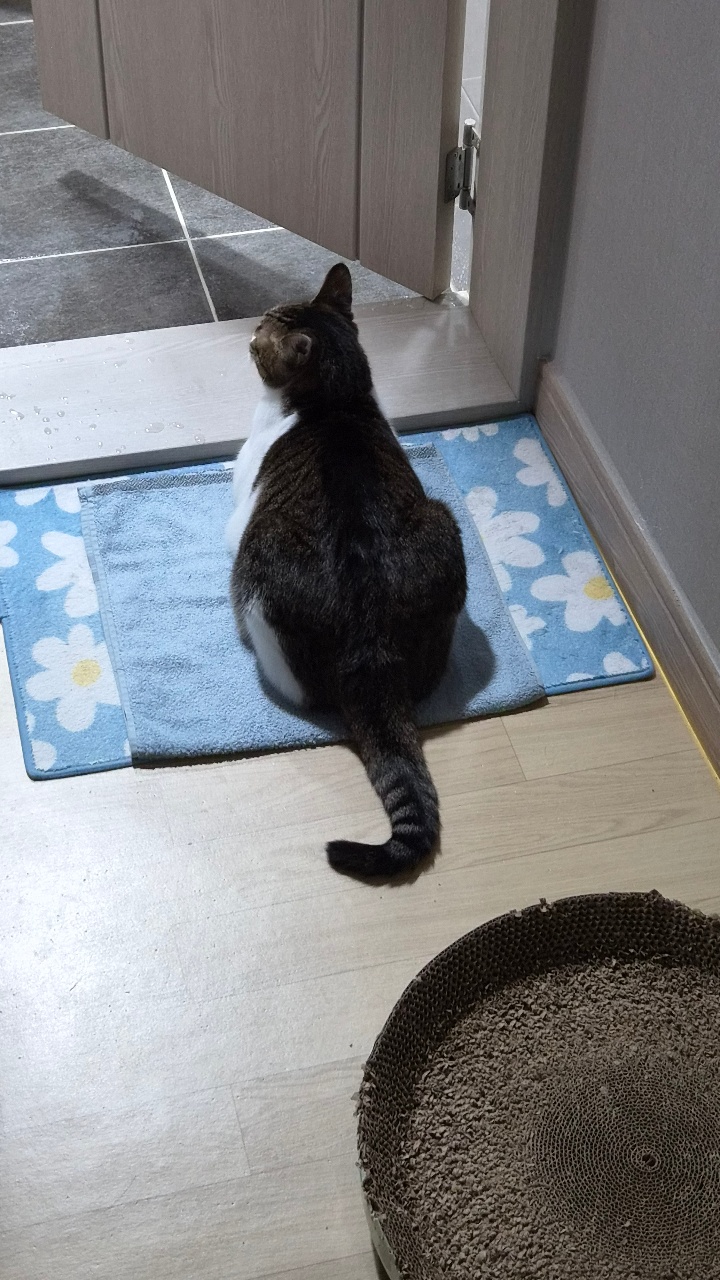 야옹이 모습 지속 공유합니다.