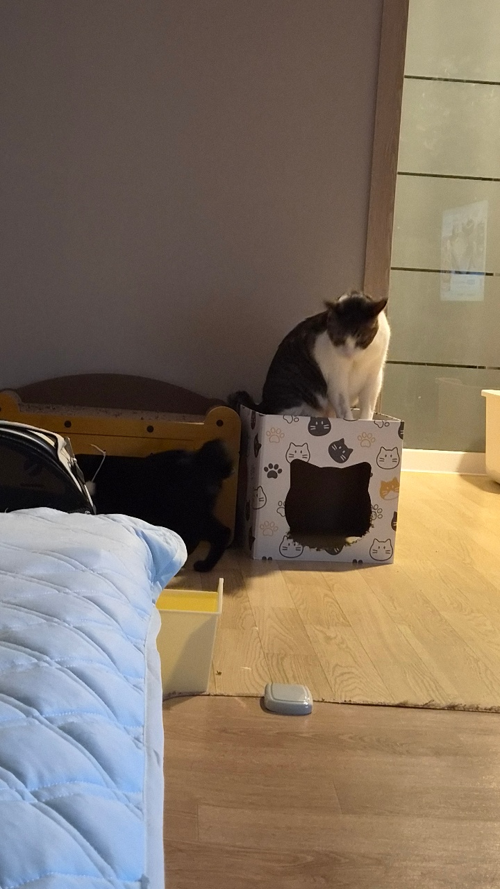 고양이 사진 공유합니다.