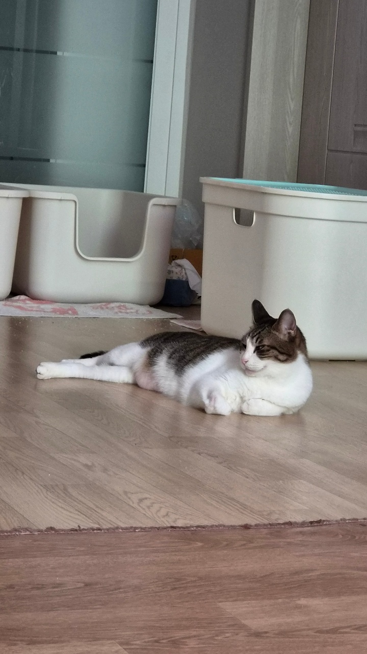 꾸준히 야옹이 사진 올릴게요.