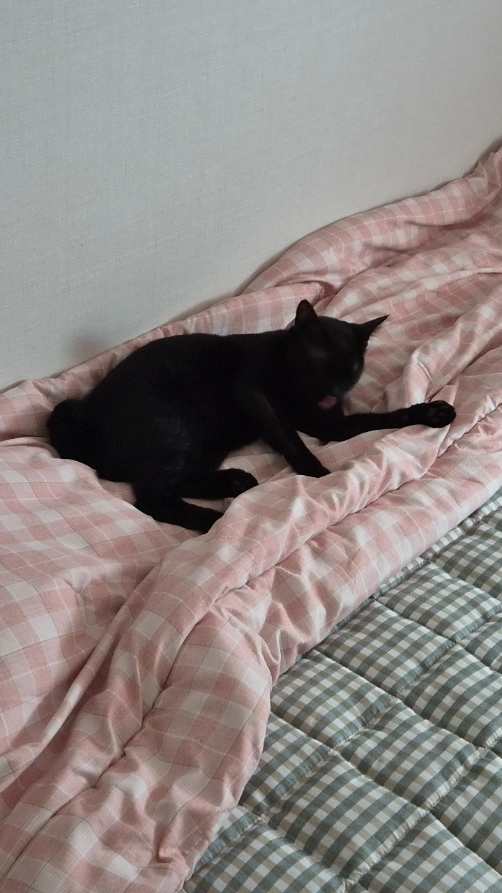 푹신한 이불을 정말 좋아합니다. 