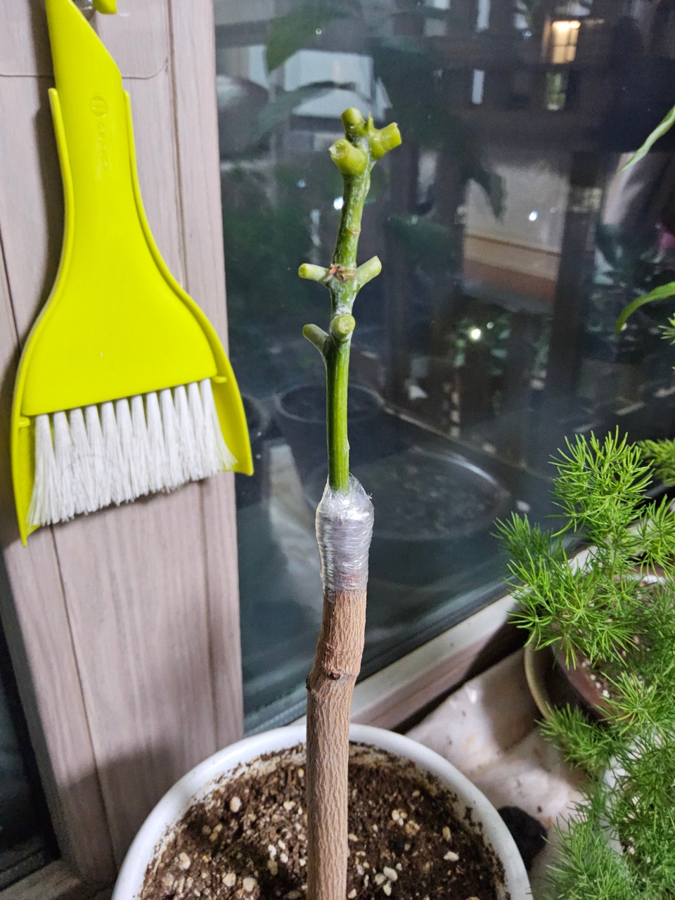 망고나무 접목 시도!