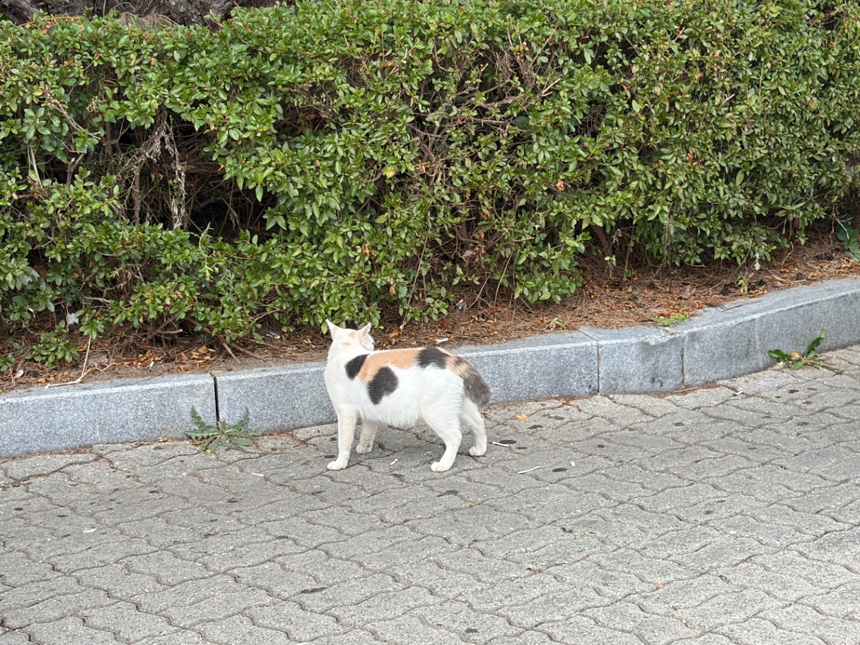 길냥이 