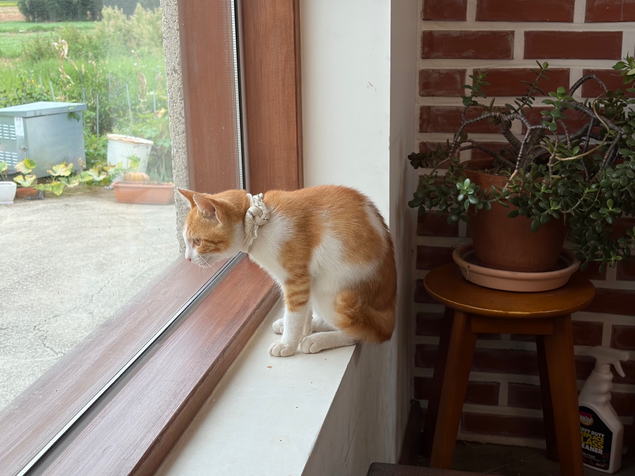 아기 고양이