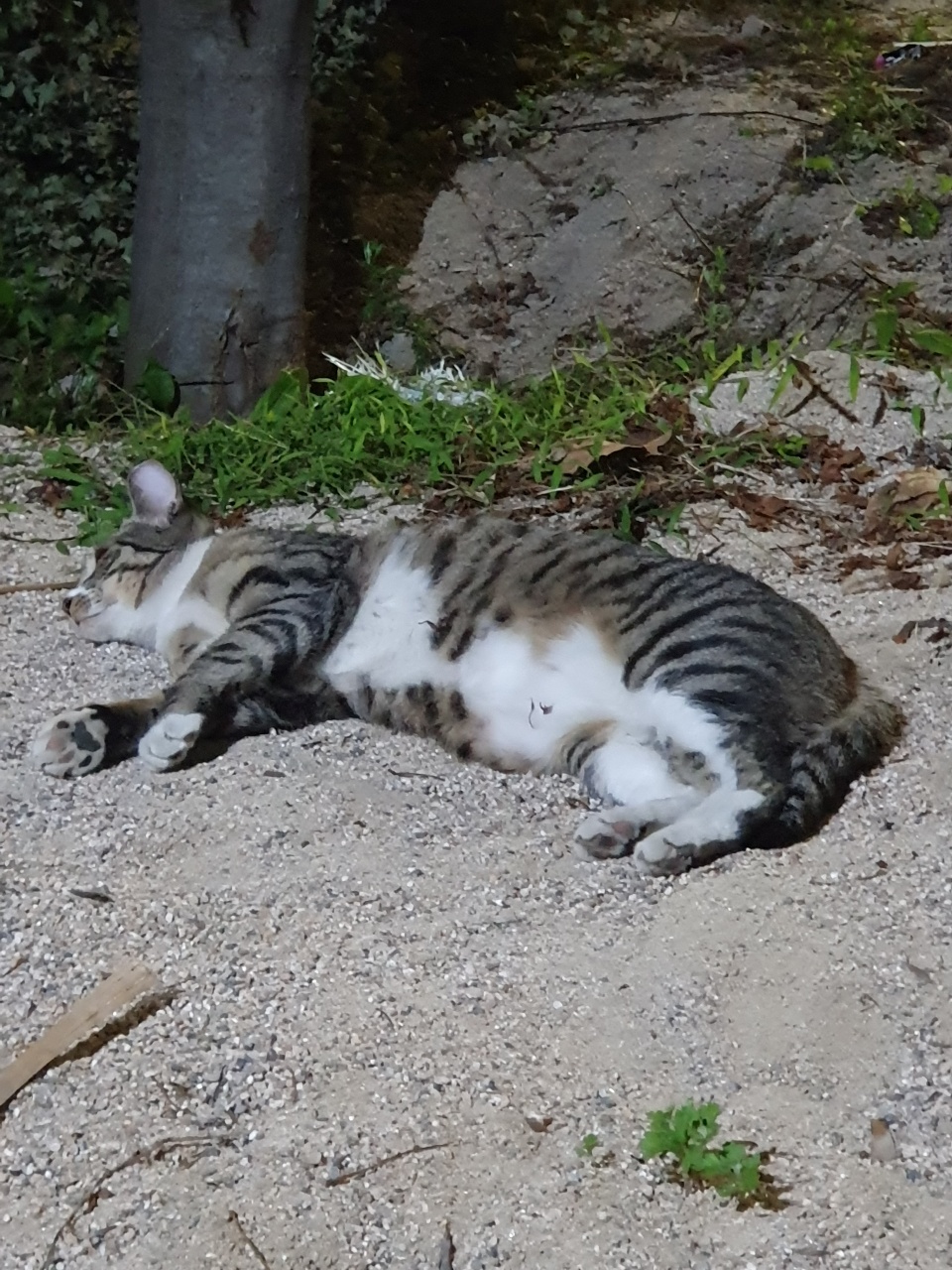 길고양이