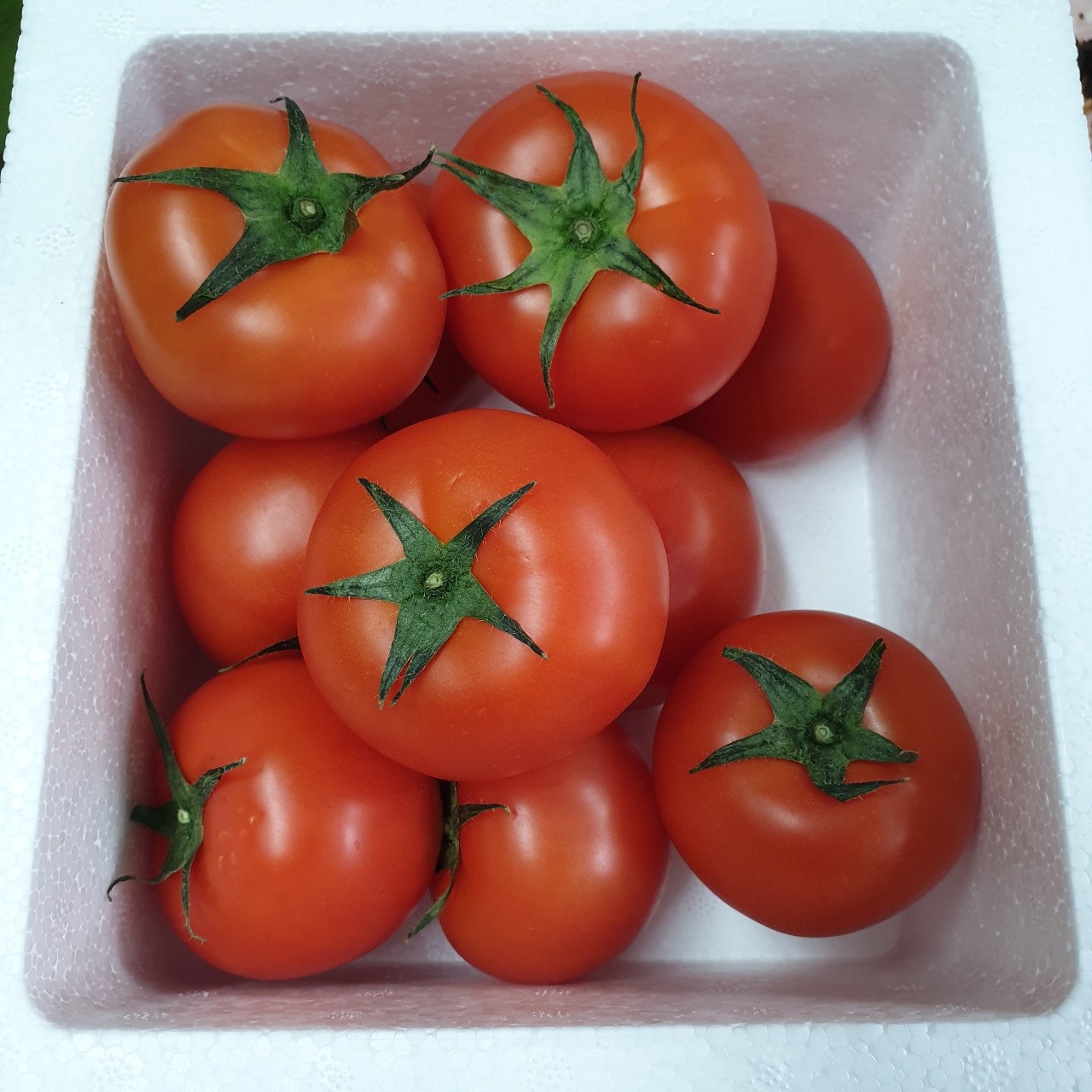 토마토