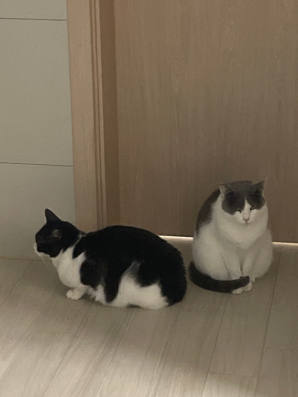 고양이