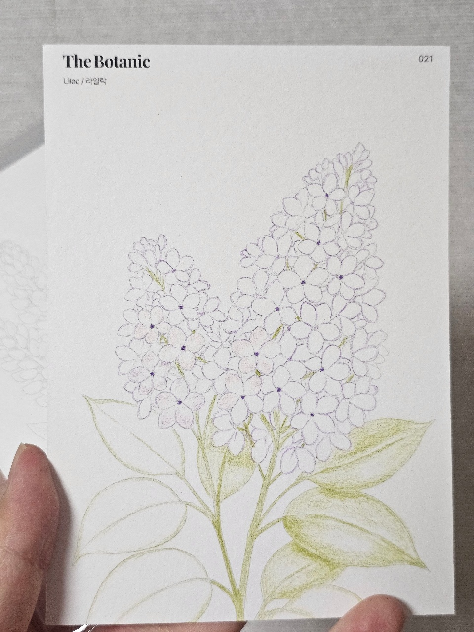 라일락 컬러링 💐 🌼