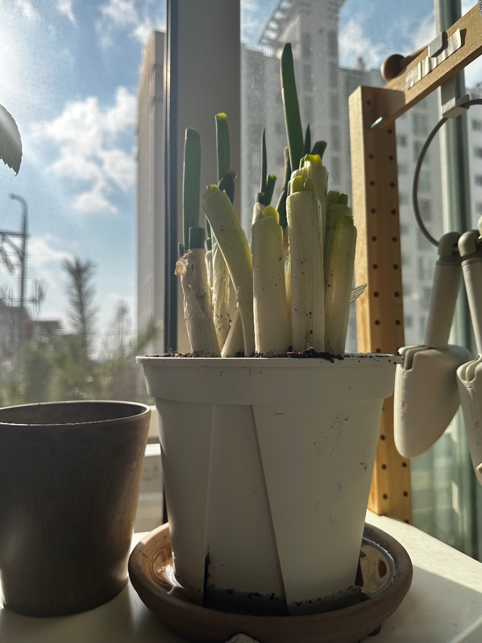 파를 또 심었어요🌱