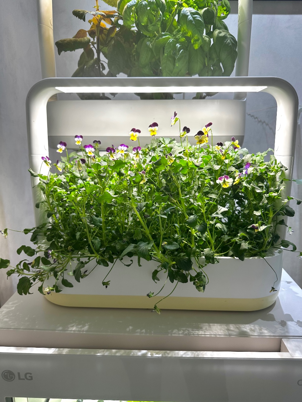 틔운 미니틔운에 채소가 무럭무럭 🌿