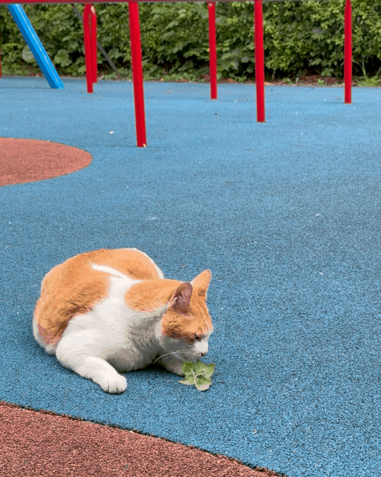 직접 키운 캣닢을 고양이에게 조공했어요.🐈‍⬛🌿