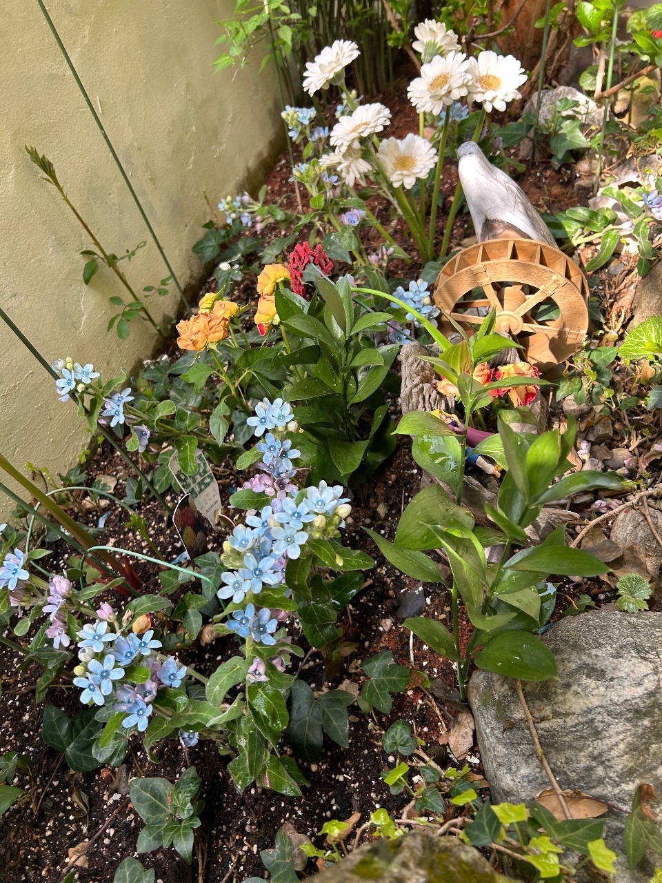 ☀️햇살이 드리운 봄날, 우리집 화단 꽃구경🌿🌼🌺