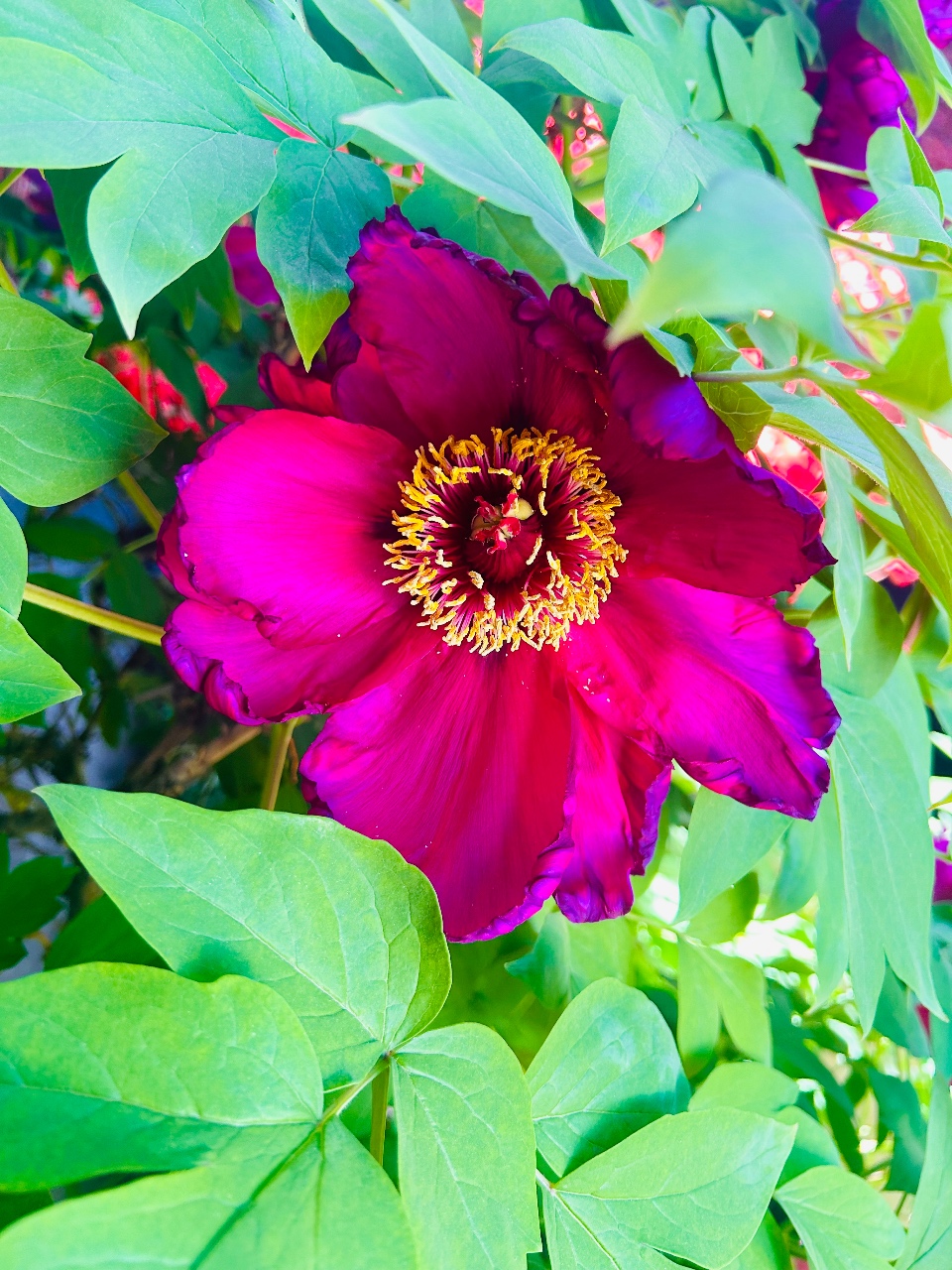 집에서 꽃놀이, D친소 🌺 (작약 꽃봉오리🤩)