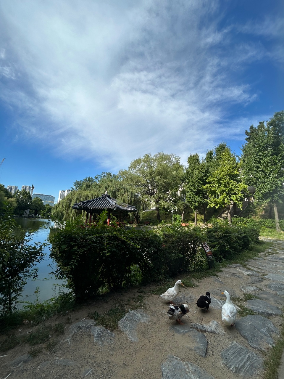 🦢백로의호수에서 🪿오리몰이 (Ft.아침산책)