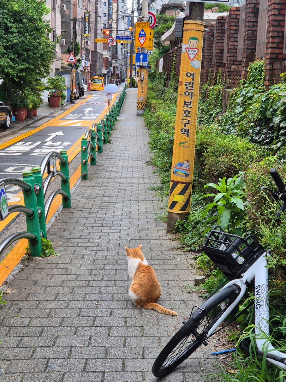 동네고양이