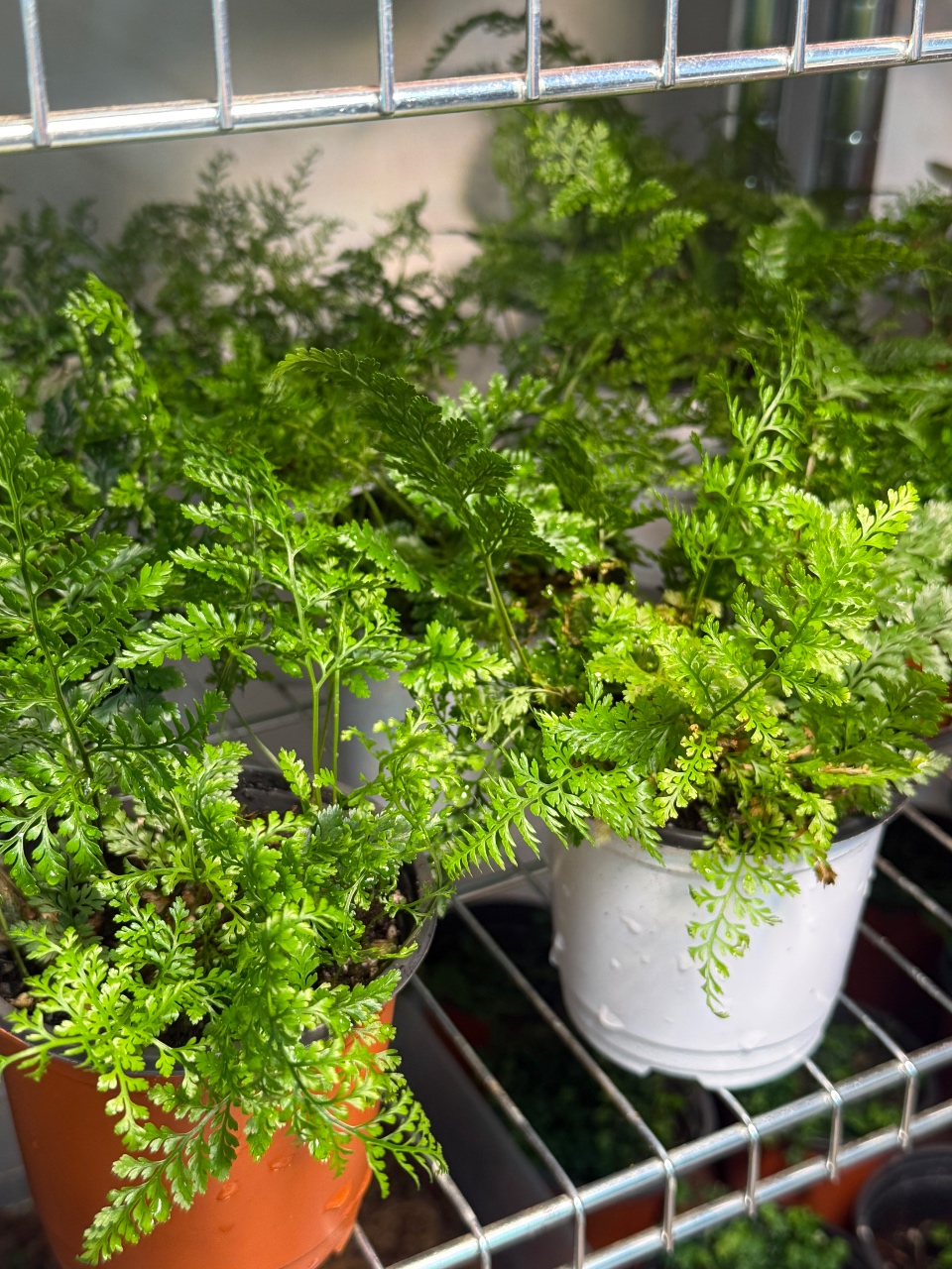 토요일의 고사리 🌿 테라리움에 새싹 🌱