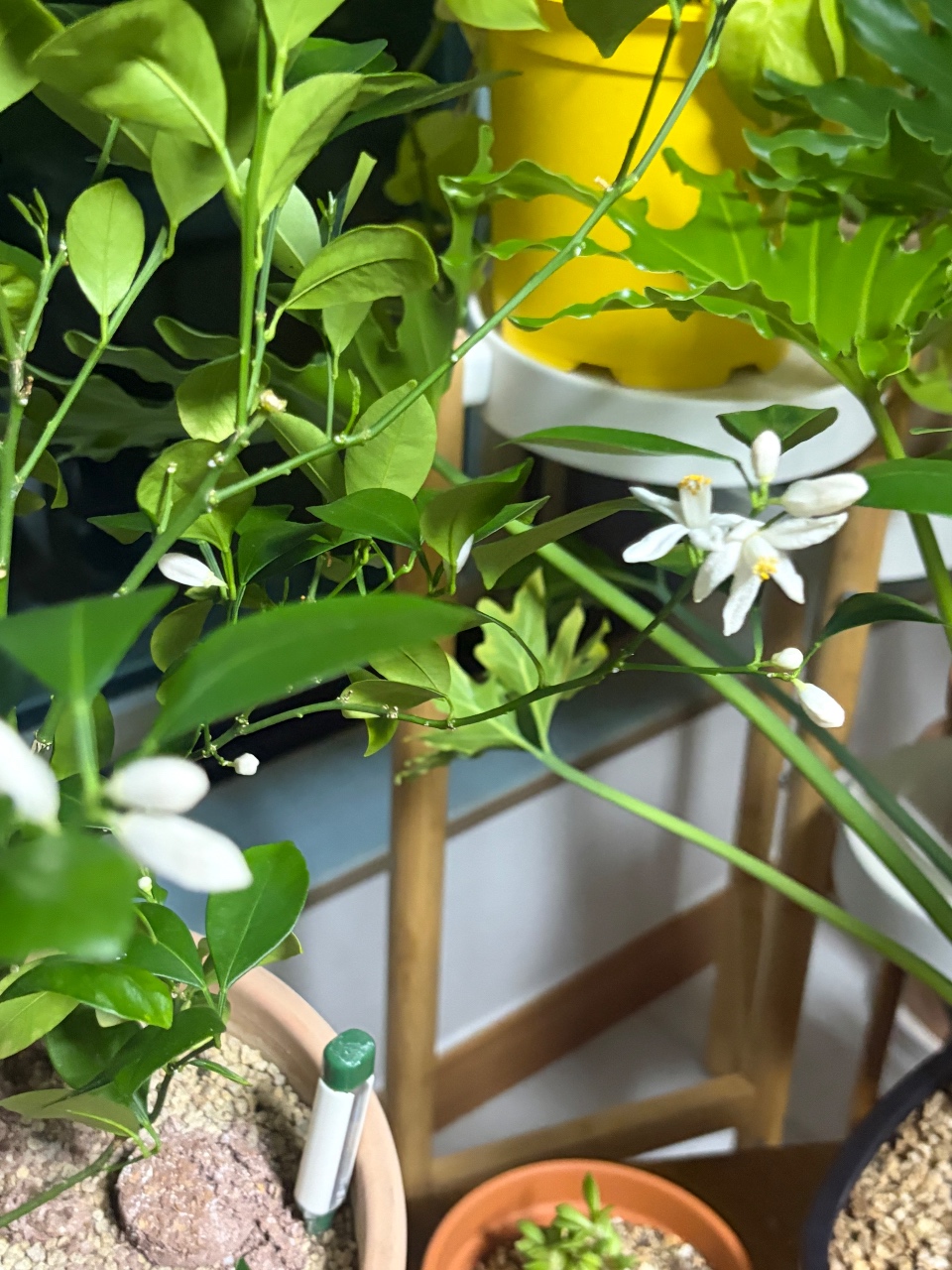 유주 꽃이 피었어요 