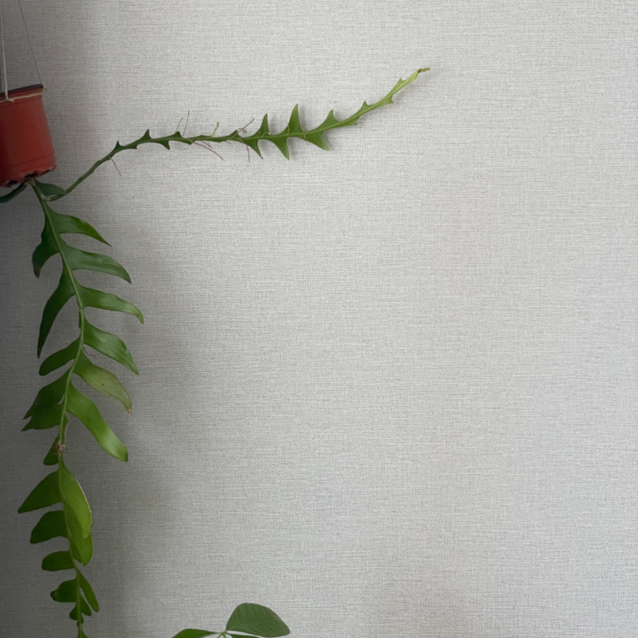 새로운 아이🌱
