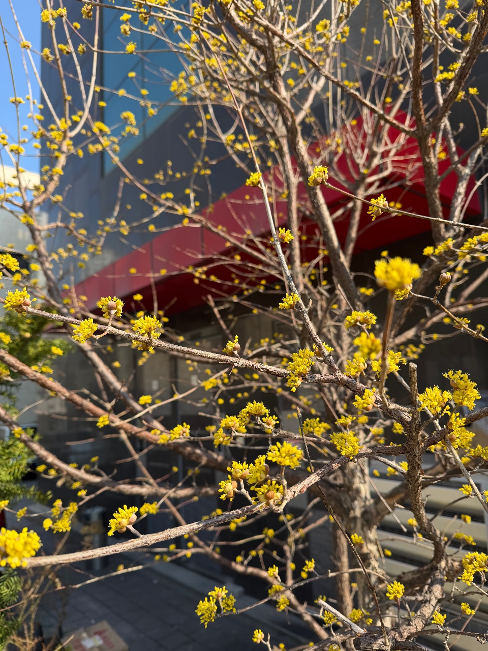 봄 꽃🌼🌼🌼