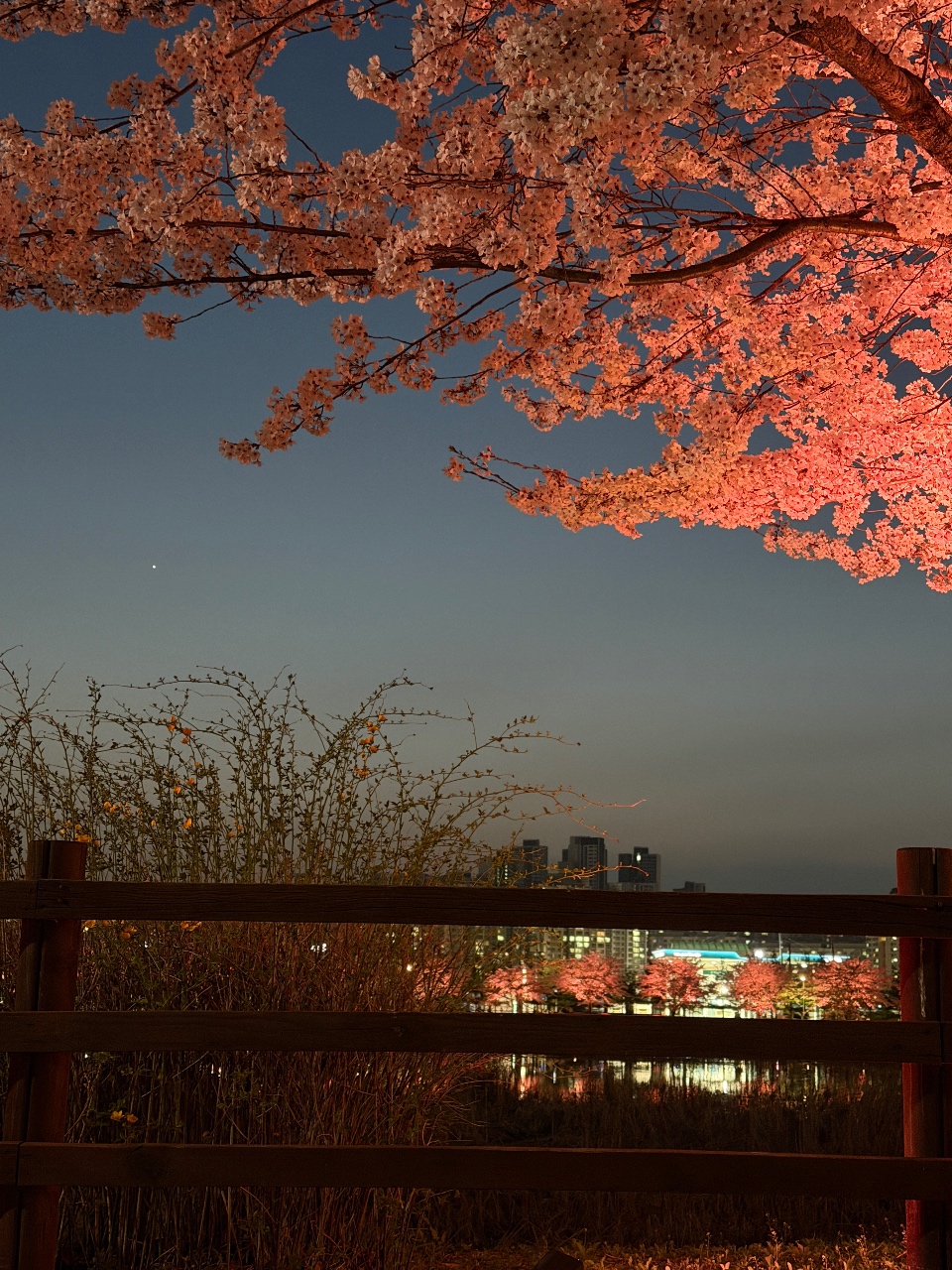 밤 벚꽃🌸
