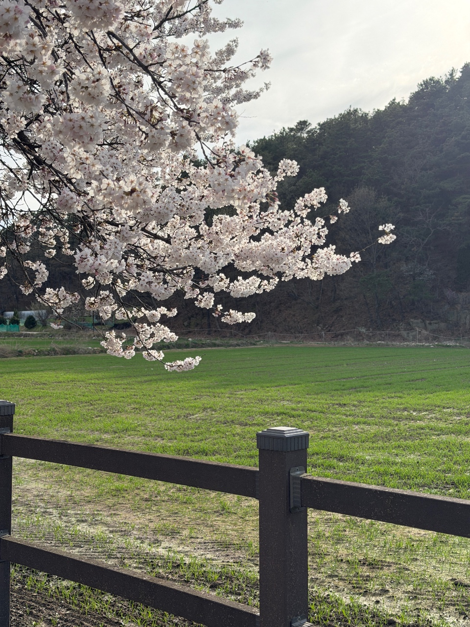 벚꽃 안녕🌸