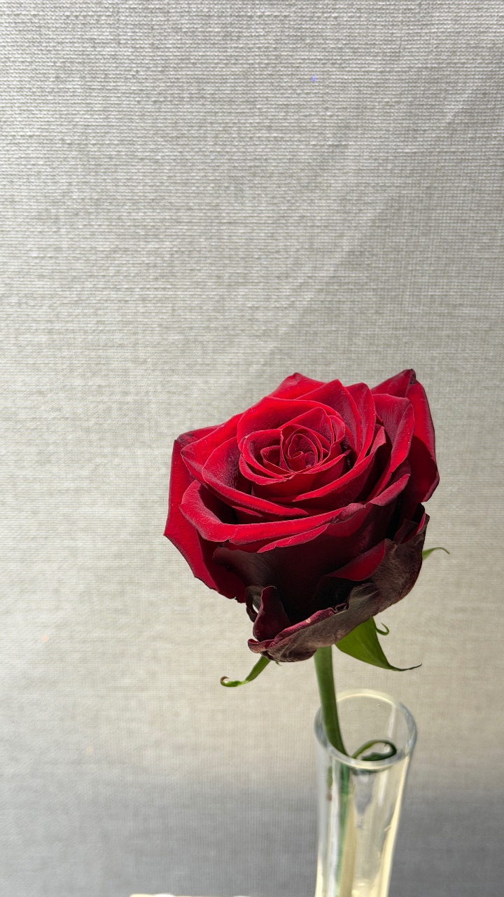 빨간 장미꽃🌹