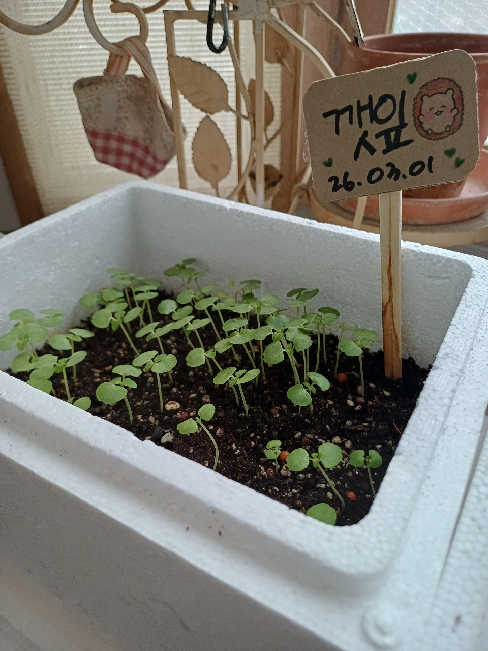 깻잎.방토 잘 자라고있어요