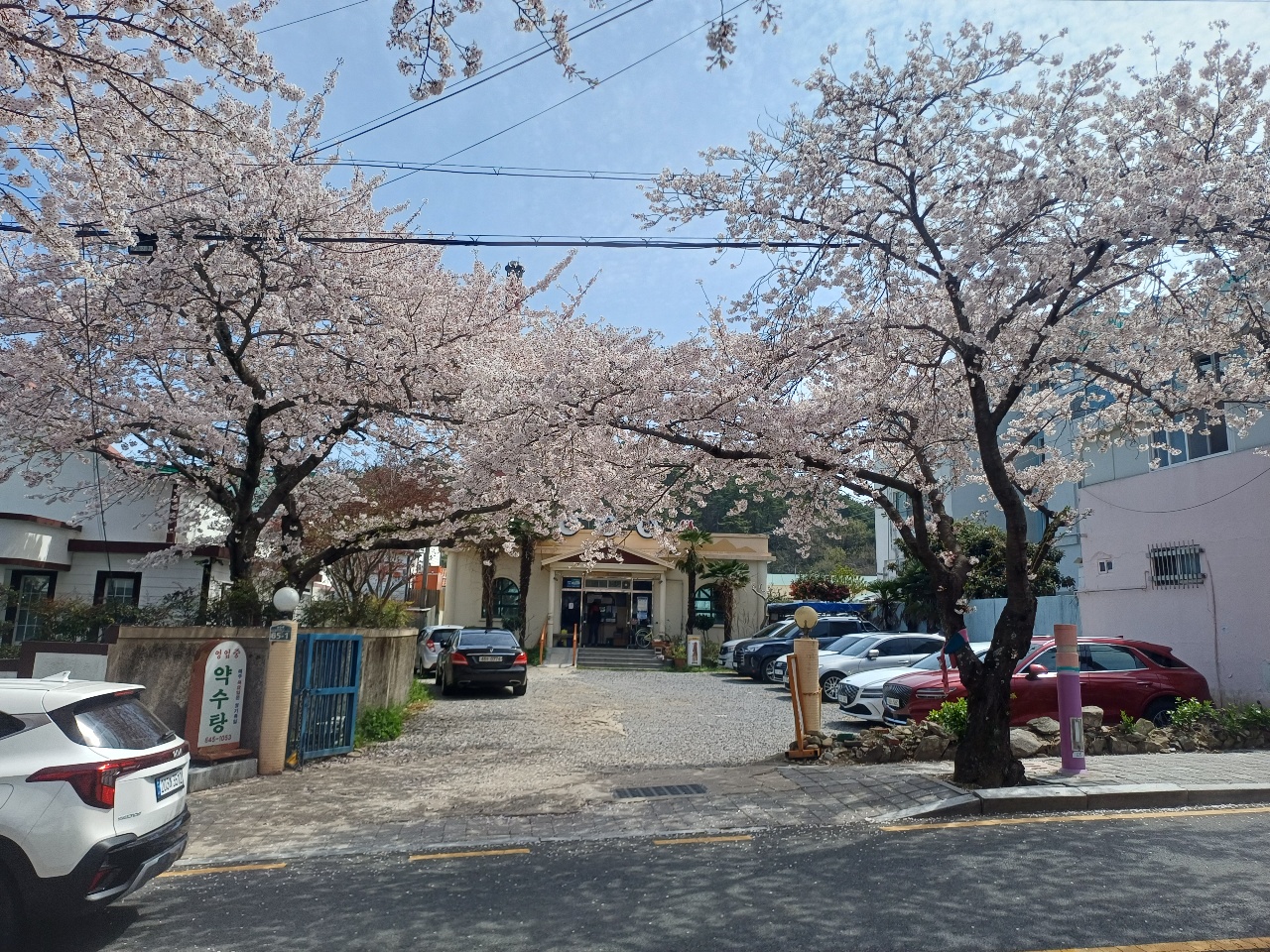 벚꽃이 피어있는 골목길과 주차된 자동차들