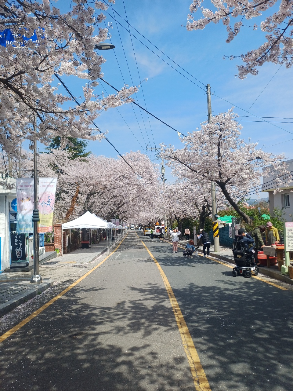 벚꽃이 만발한 거리에 노점상과 보행자들이 있는 봄 축제 풍경